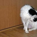 개거품그루밍 이미지