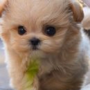 스누피독 miniteacuppuppy 이미지