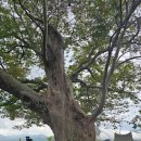 1005 | [문화유산_136] 보령 청라면 조선후기 가옥 신경섭가옥_1005