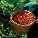 향긋한 커피향 바리스타 (수) 이미지