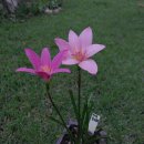 제피 물랑루즈 이미지