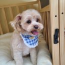 도그-in 하우스 이미지