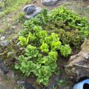 담장을 넘은 까닭 이미지