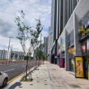 삼구트리니엔건너 이미지