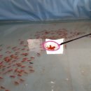 가평송어횟집 이미지