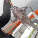 다대외섬낚시 Daum카페