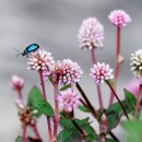 이디야 홍성중앙점 이미지