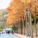 상죽 이미지