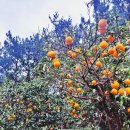 4.3 창작뮤지컬 동백꽃 피는 날 | [나혼자 제주 2월 여행]그랜드조선제주 아리아 조식 그리고 산책(ft.동백꽃, 귤나무)