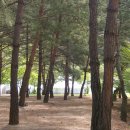 소나무카페(소나무관광농원) 이미지