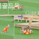 더스테이 골드독 이미지