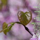 비야비야 티스토리