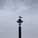 본가칼국수 이미지