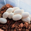 흥국로 | 볼파이톤 콘스네이크 먹이 냉동마우스, 냉동렛 구입 후기 [1마리씩 낱개 구입도 가능] (순천/광양/전남)