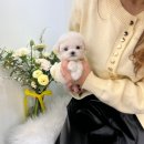 코모통상 | 경산강아지분양 허가받은 전문견사 믿고 오세요