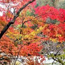 11/2(일) 오대산 선재길 단풍 트레킹 공지 이미지