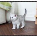 정자공원 | [송죽동 브리티시숏헤어 분양 후기] 순둥순둥한 매력에 빠져버림…