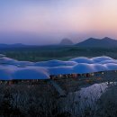 제주포도 이미지