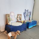 노리멍 | [안산]애견카페-노리멍