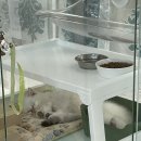 놀면묘하냥 고양이카페 이미지