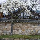 화암사 가는길 | 충남 4월가볼만한곳 예산 수선화 명소 추사고택 백송공원 천연기념물 백송 화암사