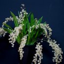 환타지아 이미지