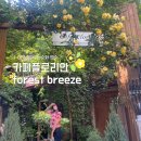 플로리안(5) | [대구/중구] 4월 5월 가볼만한곳 목향장미 명소 카페플로리안 forest breeze