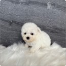 광주 강아지분양 고양이분양 어반펫 광주본점 이미지