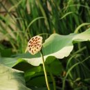 오장육부약차 이미지