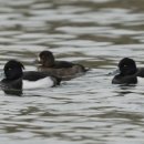 오리천국 이미지