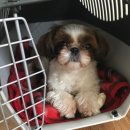 루비켄넬 이미지