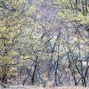 해변의 꿈 이미지