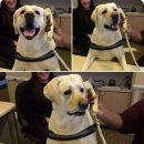 나는댕댕이다 이미지