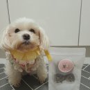 댕댕잡화점 | 반려동물수제간식 전문점 댕댕잡화점 오리안심져키 급여후기