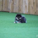 펫클럽 오산점 이미지