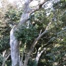 완도중앙초등학교(병설포함) | 외연도 동백숲 상록수림과 노루귀 꽃밭