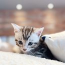 해피캣타운 고양이강아지 서울충무로점 | 아메리칸숏헤어분양가 알아보고 귀여운 아가 만났어요!