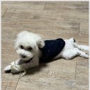 베베동물병원 이미지