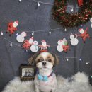 주견야DOG 이미지