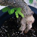 우리화원 이미지