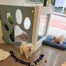 애견미용실 이미지