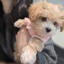 고양시농업기술센터 | 고양시 반려동물 입양센터 반려온뜰에서 입양하기