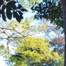 와흘본향당 이미지