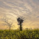 올레친구 이미지