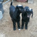 아기염소 이미지