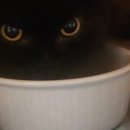 아크로벳 내과동물병원 이미지