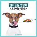 제니스동물병원 | 범어동24시동물병원, 반려동물 영양제 다다익선일까?