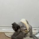 제선현 고양이 미용실 이미지