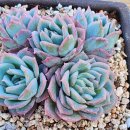 <b>그린</b><b>로즈</b>군생