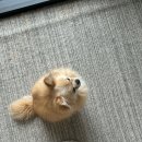 샤이옴요가 | [강남] 샤이옴요가 - 귀여운 강아지와 따뜻한 에너지 가득한 분위기 좋은 요가원